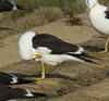 1cy fuscus in August, ringed in Finland. (81365 bytes)